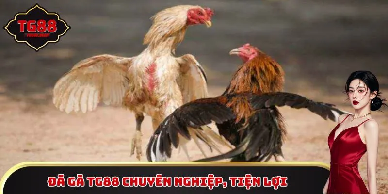 Đá gà TG88 chuyên nghiệp, tiện lợi